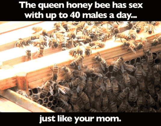 the queen Bee the queen Bee