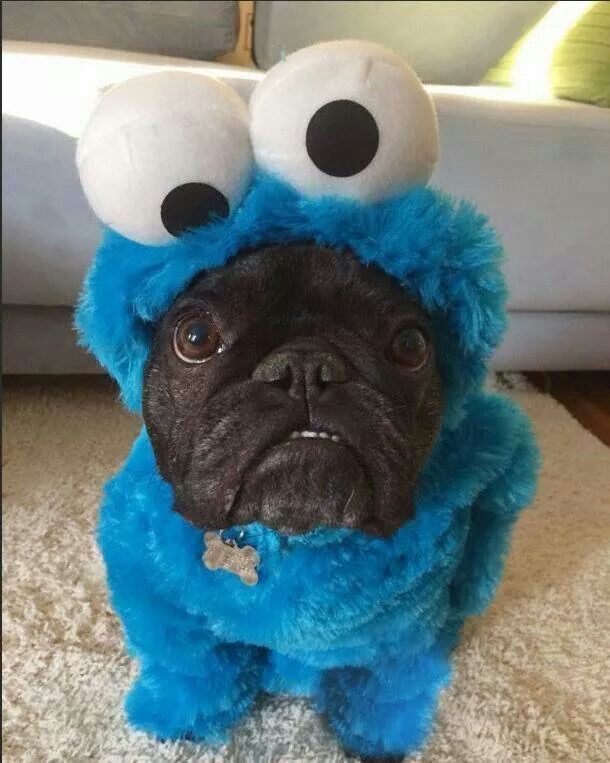 144669-Cookie-Monster-Frenchie.jpg