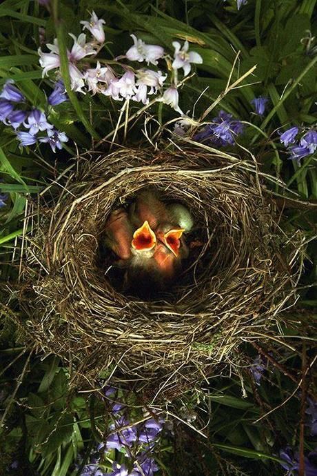 Baby Birds In Nest Pictures, Photos, and Images for Facebook, Tumblr