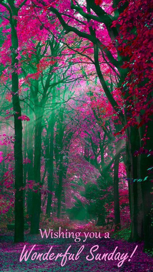 Wishing You A Wonderful Sunday Pictures, Photos, and 