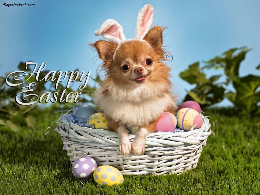 Happy Easter With A Cute Puppy Pictures, Photos, and Images for