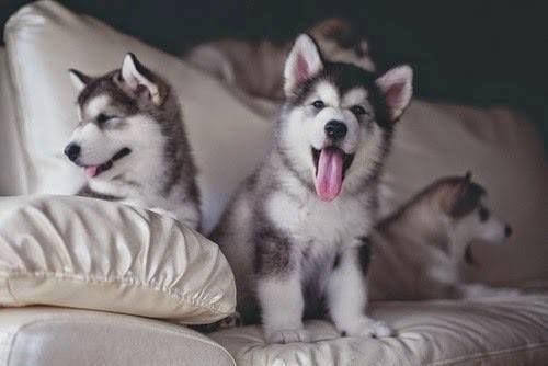 Adorable Husky Puppies Pictures, Photos, and Images for