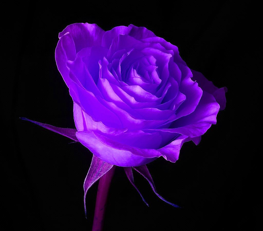 Lavender Rose Pictures, Photos, and Images for Facebook, Tumblr