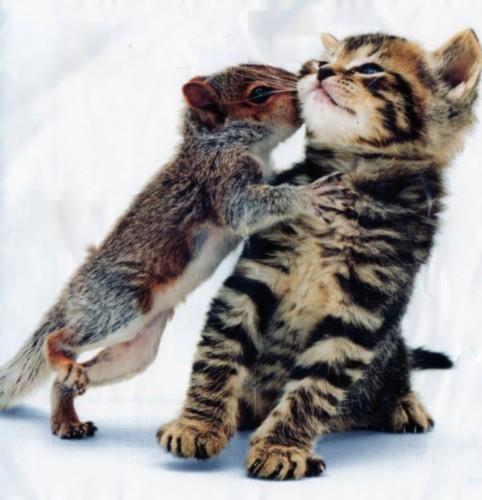 Squirrel Kissing A Kitten Pictures, Photos, and Images for Facebook