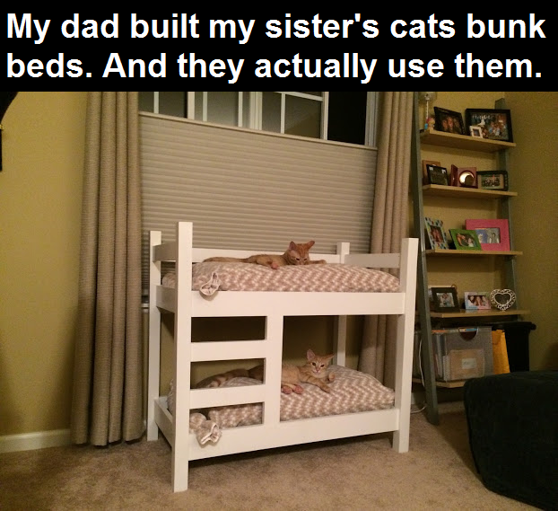 bunk beds for cats