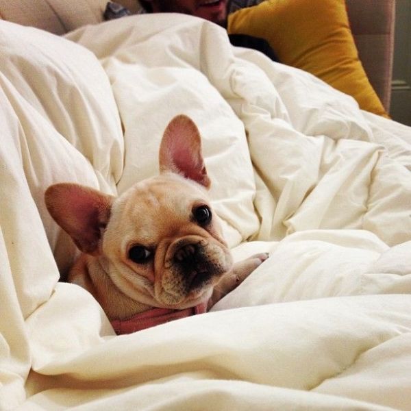 frenchie blankets