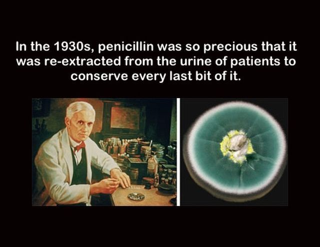 Fact About Penicillin Pictures, Photos, and Images for 