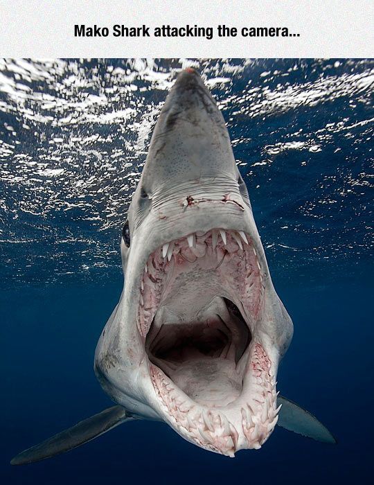 Mako Shark Pictures, Photos, and Images for Facebook, Tumblr, Pinterest