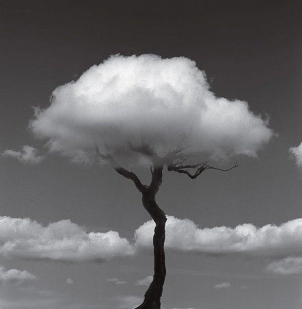 Cloud Tree Pictures, Photos, and Images for Facebook, Tumblr, Pinterest