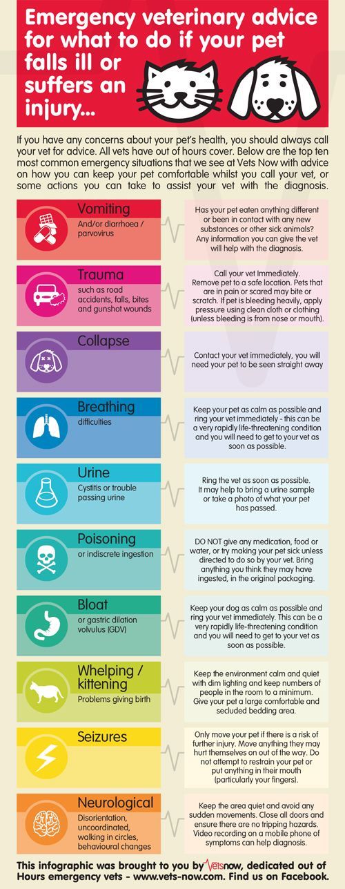 Emergency Veterinary Advice For What To Do If Your Pet Falls Ill Or Is