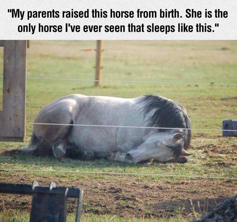 Horse That Sleeps Like A Person Pictures, Photos, and Images for