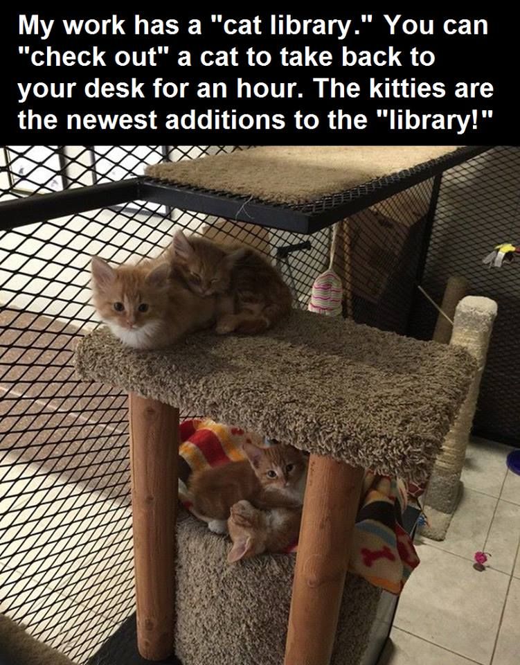 My Work Has A Cat Library Pictures, Photos, and Images for Facebook