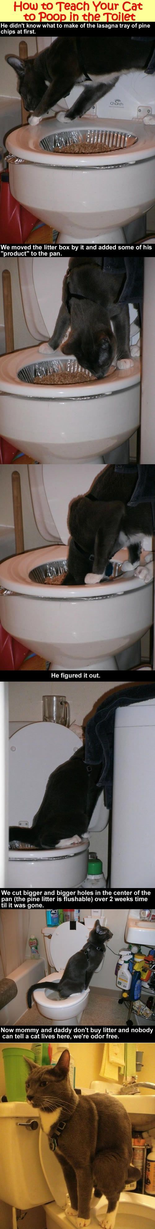 How To Teach Your Cat To Poop In The Toilet Pictures, Photos, and