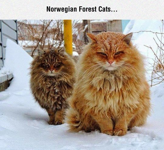 Norwegian Forest Cats Pictures, Photos, and Images for Facebook, Tumblr