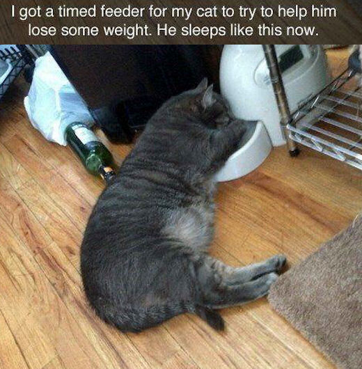 Timed Feeder For The Cat Pictures Photos And Images For Facebook
