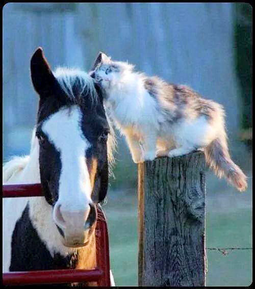 Horse And Cat Best Friends Pictures, Photos, and Images for Facebook