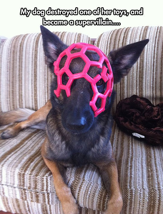 My Dog Destroyed One Of Her Toys And Became A Super Villain Pictures