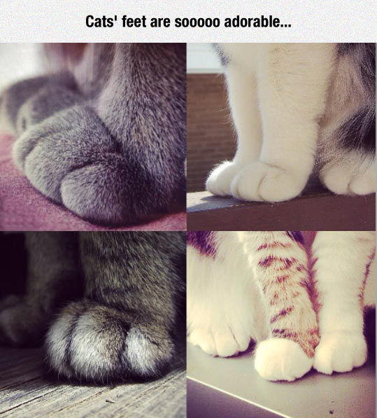 A Cat's Feet Pictures, Photos, and Images for Facebook, Tumblr