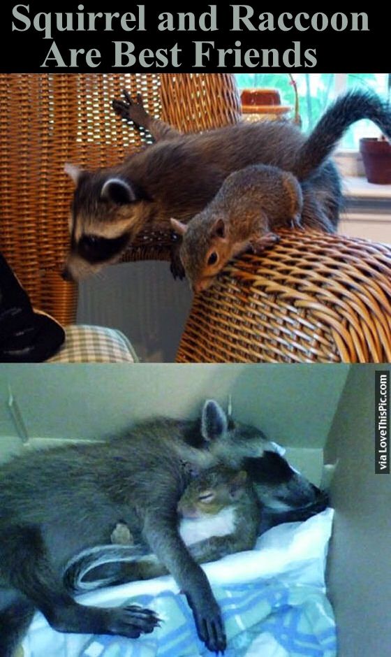 Squirrel And Raccoon Are Best Friends Pictures, Photos, and Images for