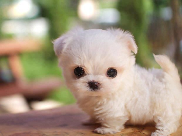 Teeny Tiny Puppy Pictures, Photos, and Images for Facebook, Tumblr