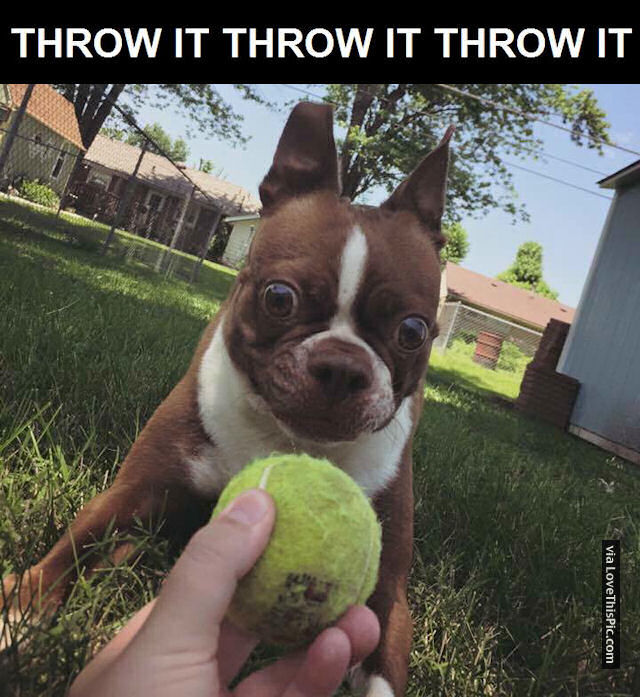 Dog Really Wants To Play Fetch Pictures, Photos, and Images for