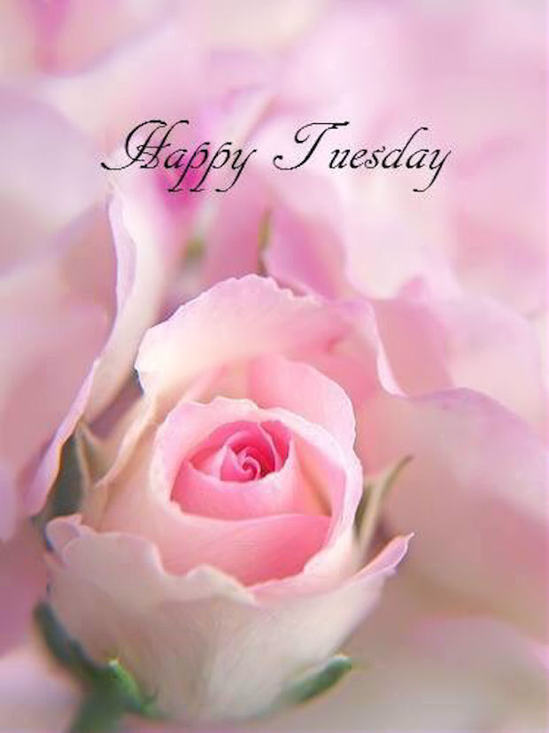 Happy Tuesday Quote With Rose Pictures, Photos, and Images for Facebook