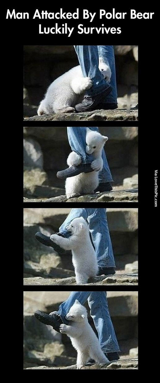 Man Attacked By Polar Bear Luckily Survives Pictures, Photos, and