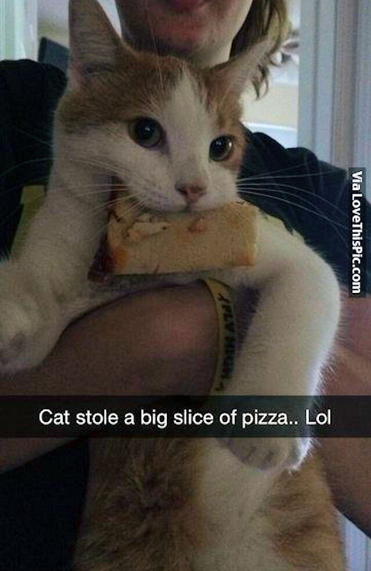 Cat Stole A Big Slice Of Pizza Pictures, Photos, and 