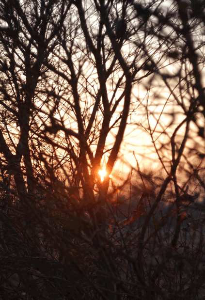 Sunset In The Woods Pictures, Photos, and Images for Facebook, Tumblr