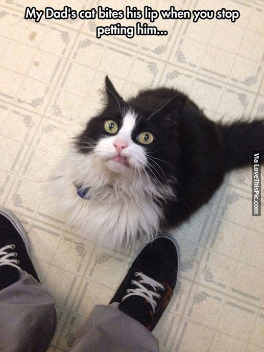 Spoiled Cat Pictures, Photos, and Images for Facebook, Tumblr