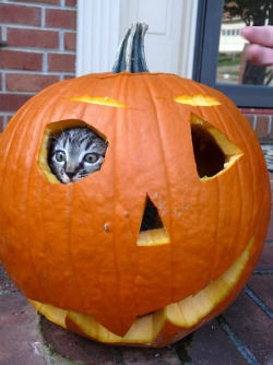 a cat pumpkin