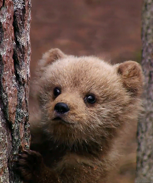 Baby Bear Pictures Photos And Images For Facebook Tumblr Pinterest 