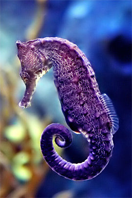 Purple Seahorse Pictures, Photos, and Images for Facebook, Tumblr