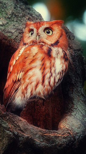 Madagascar Red Owl Pictures, Photos, and Images for Facebook, Tumblr