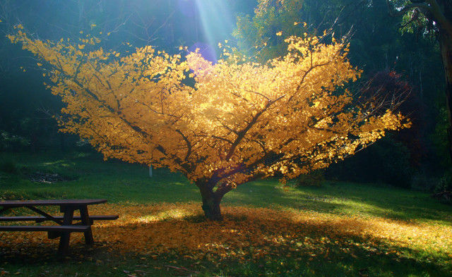 Yellow Tree In The Fall Pictures, Photos, and Images for Facebook