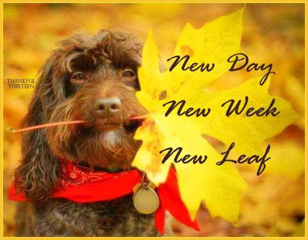 New Day New Week New Leaf Pictures, Photos, and Images for Facebook