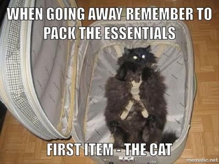 When Going Away Remember To Pack The Essentials, First Items- The Cat