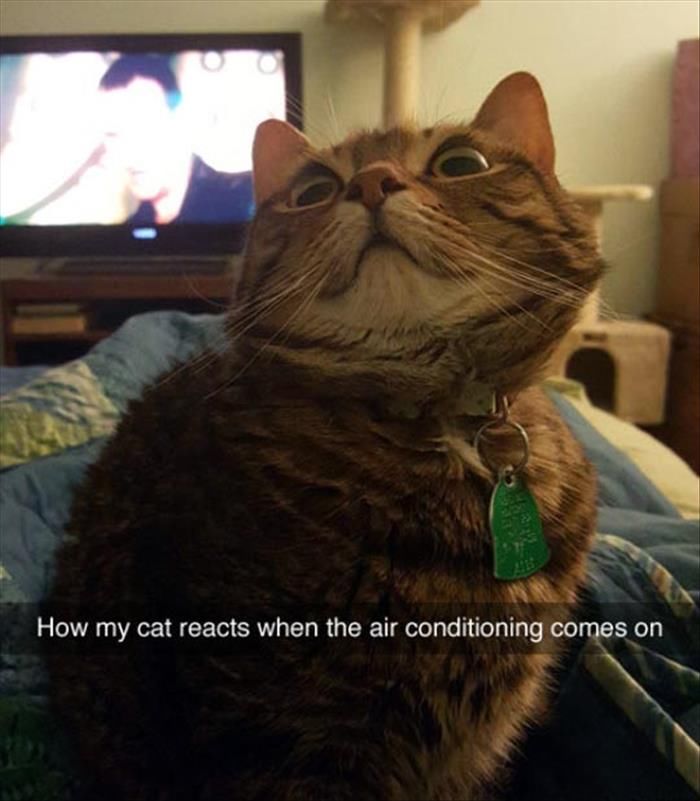 How My Cat Reacts When The Air Conditioning Comes On Pictures, Photos