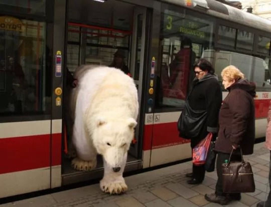 205934-Polar-Bear-Getting-Off-The-Train.jpg