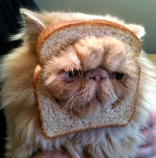 bread on a cat