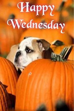Happy Wednesday Pictures, Photos, and Images for Facebook 
