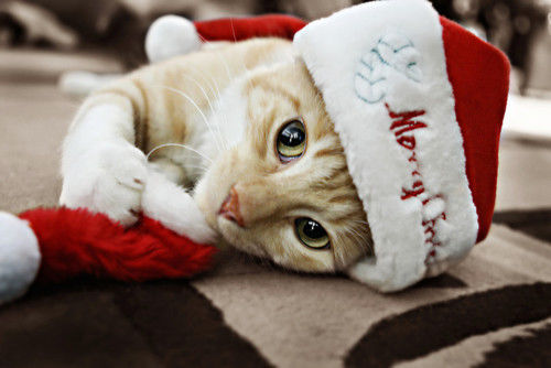 santa kitty