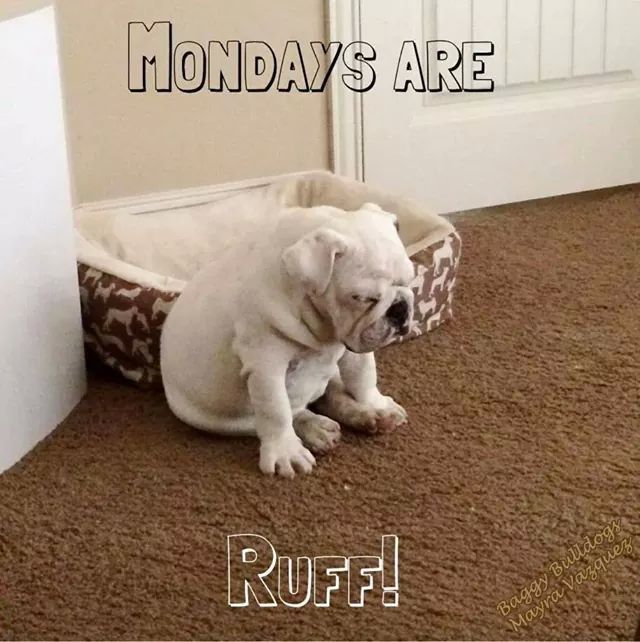 Mondays Are Ruff Pictures, Photos, and Images for Facebook, Tumblr