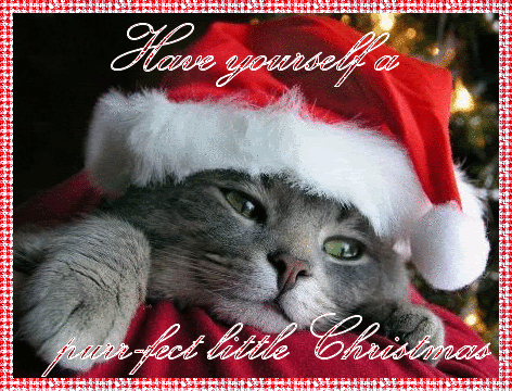 Have A Purr-fect Little Christmas Pictures, Photos, and Images for