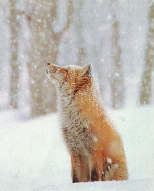 Winter Fox Pictures, Photos, and Images for Facebook, Tumblr, Pinterest