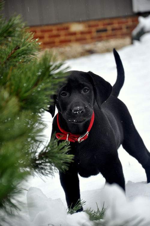 Black Doggy Playing In The Snow Pictures, Photos, and Images for