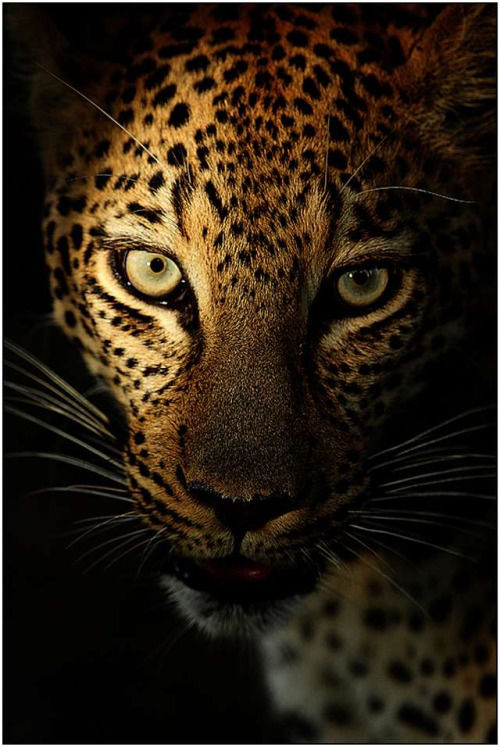 Leopard Portrait Pictures, Photos, and Images for Facebook