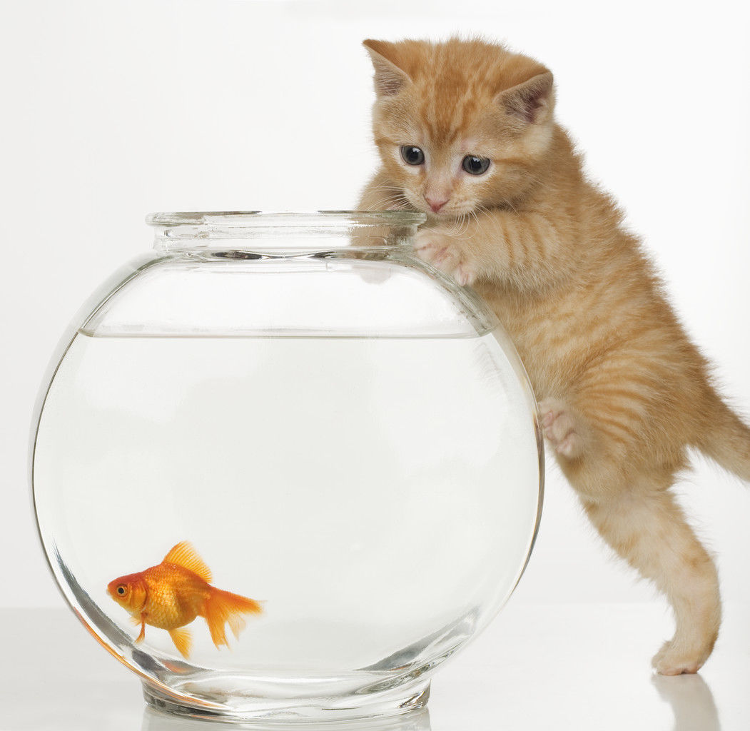 Kitty By The Fishbowl Pictures, Photos, and Images for Facebook, Tumblr