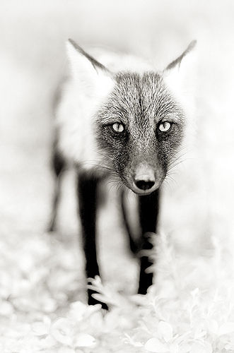 Fox In Black And White Imagery Pictures, Photos, and Images for