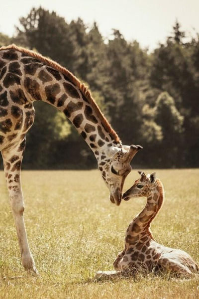 Baby And Mom Giraffe Pictures, Photos, and Images for Facebook, Tumblr